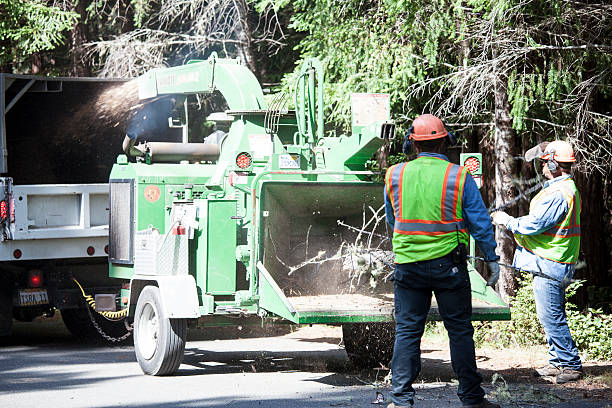 Best Fruit Tree Pruning  in Wayland, IA